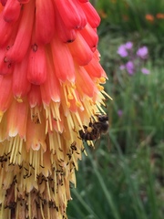 Apis mellifera