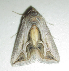 Cuneisigna rivulata