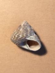 Steromphala adriatica