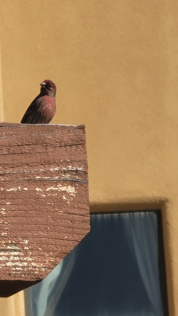 House Finch from Miramonte at the River, Tucson, AZ, USA on February 17