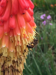Apis mellifera