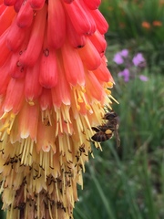 Apis mellifera