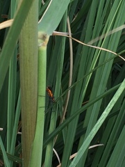 Zelus longipes