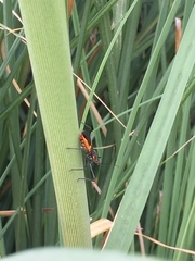 Zelus longipes