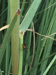 Zelus longipes
