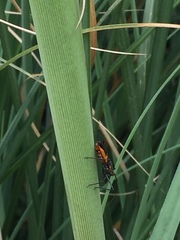 Zelus longipes