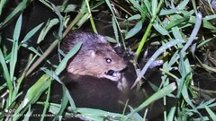Chacoan Marsh Rat photo 1