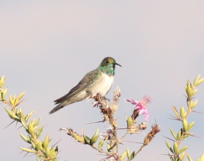Green-headed Hillstar (Oreotrochilus stolzmanni), photo 2