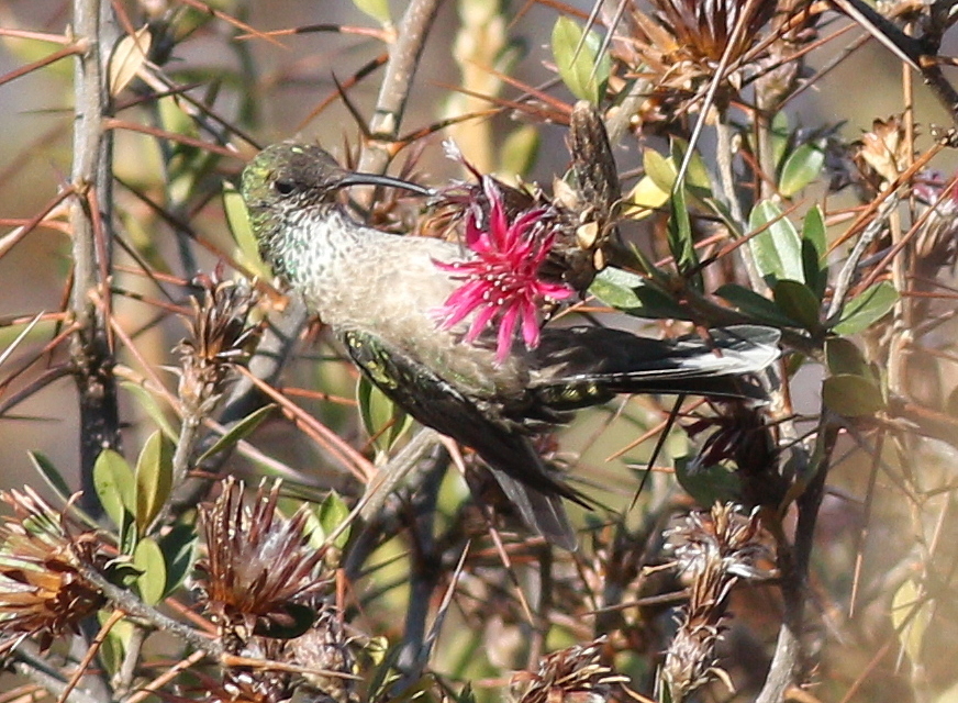Green-headed Hillstar (Oreotrochilus stolzmanni), photo 5