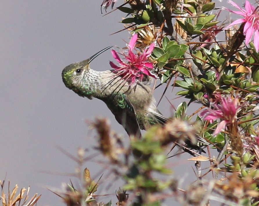Green-headed Hillstar (Oreotrochilus stolzmanni), photo 6