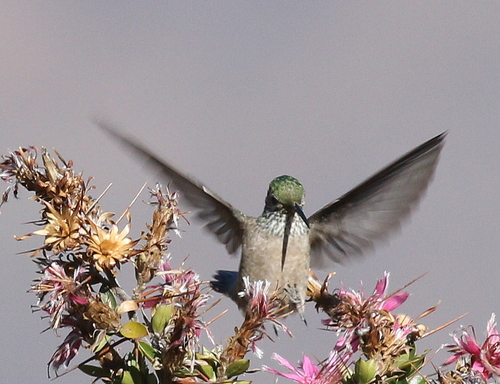 Green-headed Hillstar (Oreotrochilus stolzmanni), photo 8