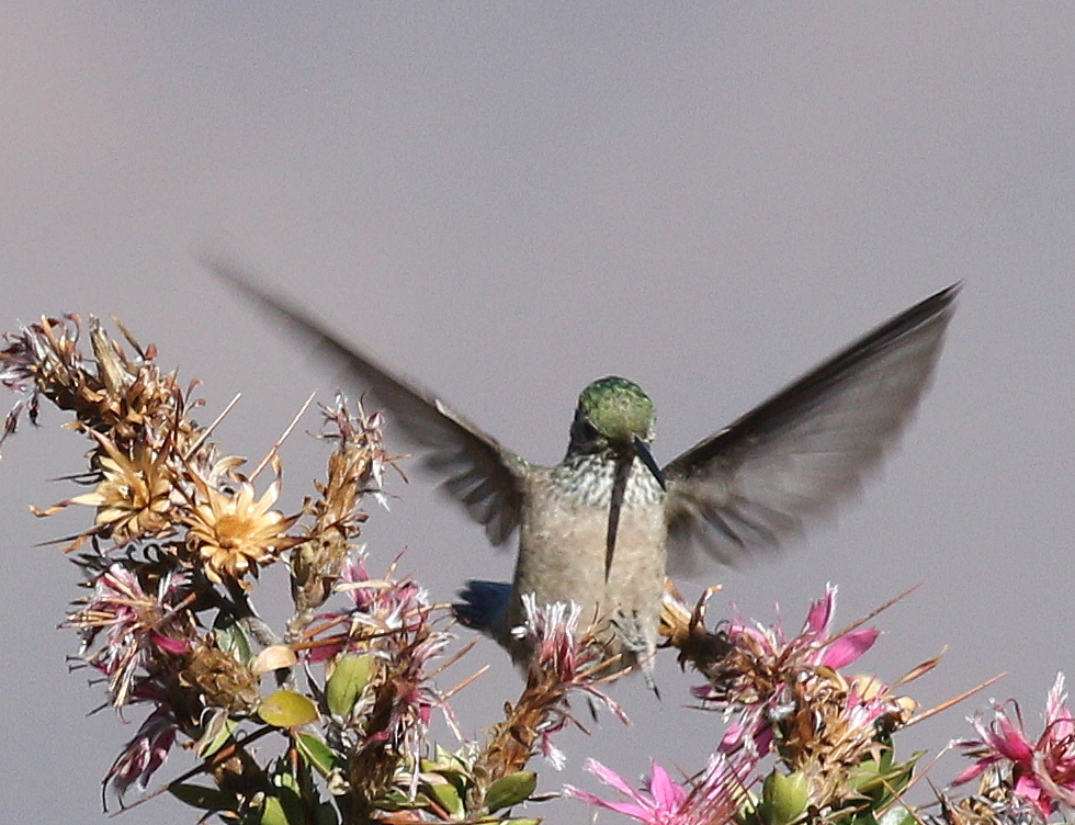 Green-headed Hillstar (Oreotrochilus stolzmanni), photo 8