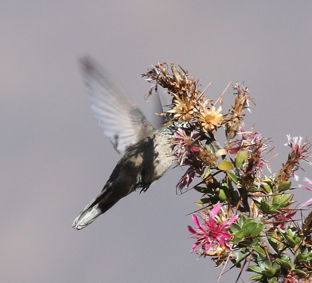 Green-headed Hillstar (Oreotrochilus stolzmanni), photo 7