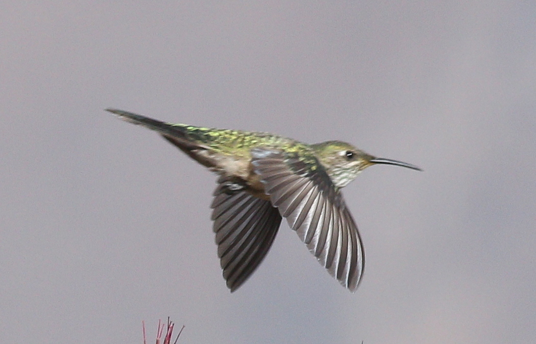 Green-headed Hillstar (Oreotrochilus stolzmanni), photo 9