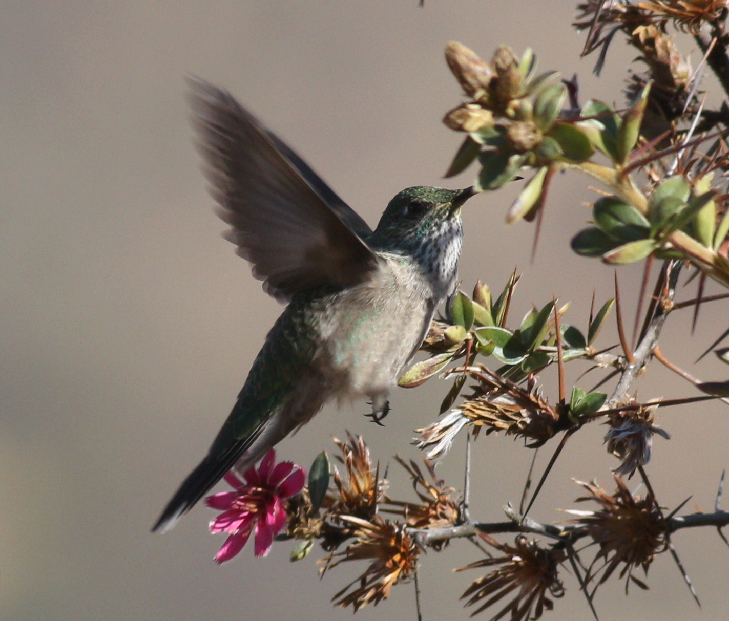 Green-headed Hillstar (Oreotrochilus stolzmanni), photo 10