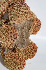 Psycharium pellucens