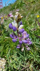 Lupinus variicolor