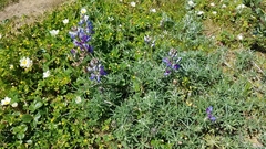 Lupinus variicolor