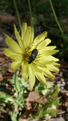 Acmaeodera ornatoides