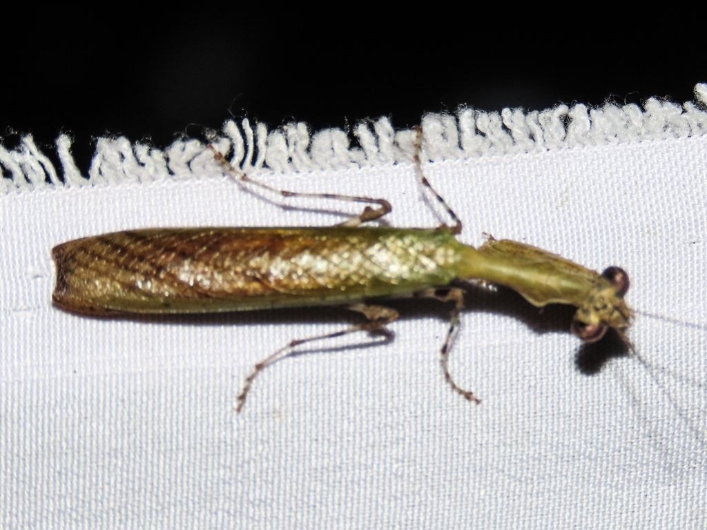 Acromantis oligoneura