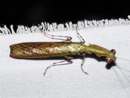 Acromantis oligoneura