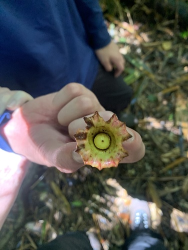 Foto de Pau-ferro