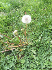 Taraxacum officinale