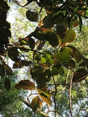 Homalium cochinchinense