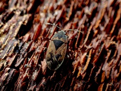 Trapezonotus dispar