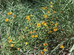 Helenium amphibolum