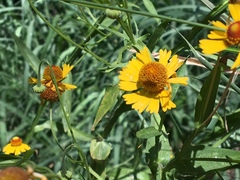 Helenium amphibolum