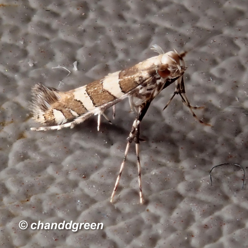 Telamoptilia cathedraea
