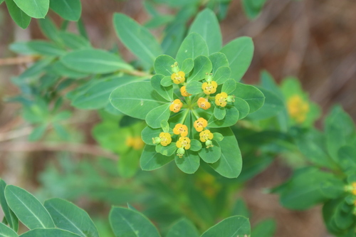 Image of Euphorbia hierosolymitana by (c) Edmundas Greimas, some rights reserved (CC BY)