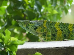 Trioceros melleri