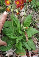 Primula × polyantha