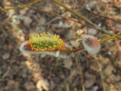 Salix phylicifolia
