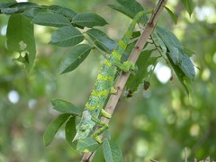 Trioceros melleri