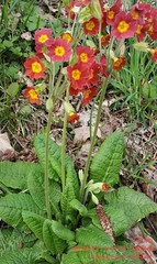Primula × polyantha