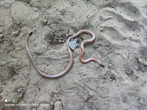 Paraguayan Blackhead, Apostolepis ambiniger
