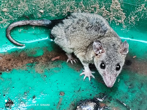 Dwarf Fat-tailed Mouse Opossum (Thylamys velutinus) — Near Threatened Mammalia