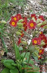 Primula × polyantha