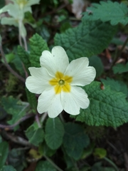 Primula vulgaris