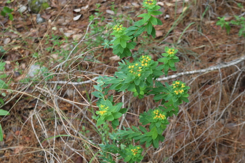 Image of Euphorbia hierosolymitana by (c) Edmundas Greimas, some rights reserved (CC BY)