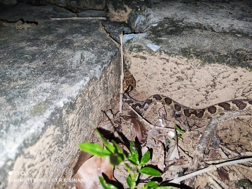 Bodoquena Banded Cat-eyed Snake