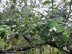 Schinopsis brasiliensis, photograph (c) Thomaz Ricardo Favreto Sinani, some rights reserved (CC BY)