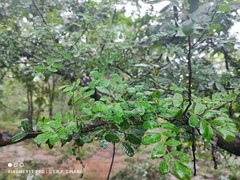 Schinopsis brasiliensis, photograph (c) Thomaz Ricardo Favreto Sinani, some rights reserved (CC BY)