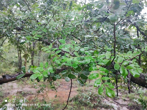 Chamacoco (Schinopsis brasiliensis)