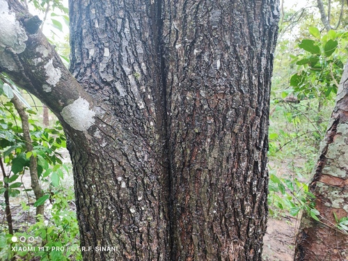 Schinopsis brasiliensis, photograph 3