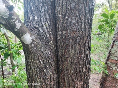 Schinopsis brasiliensis, photograph (c) Thomaz Ricardo Favreto Sinani, some rights reserved (CC BY)