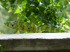 Trioceros melleri